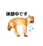 柴犬 こた兄さん2（個別スタンプ：23）