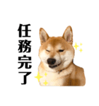 柴犬 こた兄さん2（個別スタンプ：24）
