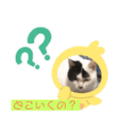 にゃんこの日常パート4（個別スタンプ：5）