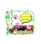 にゃんこの日常パート4（個別スタンプ：6）