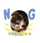 にゃんこの日常パート4（個別スタンプ：7）