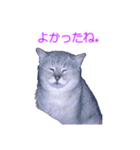 須原の猫：アルちゃんのスタンプ（個別スタンプ：1）