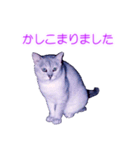 須原の猫：アルちゃんのスタンプ（個別スタンプ：2）