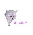 須原の猫：アルちゃんのスタンプ（個別スタンプ：3）