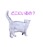 須原の猫：アルちゃんのスタンプ（個別スタンプ：4）