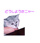 須原の猫：アルちゃんのスタンプ（個別スタンプ：5）