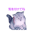 須原の猫：アルちゃんのスタンプ（個別スタンプ：7）