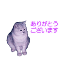 須原の猫：アルちゃんのスタンプ（個別スタンプ：9）