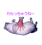 須原の猫：アルちゃんのスタンプ（個別スタンプ：11）
