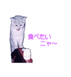 須原の猫：アルちゃんのスタンプ（個別スタンプ：13）