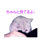 須原の猫：アルちゃんのスタンプ（個別スタンプ：14）