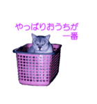 須原の猫：アルちゃんのスタンプ（個別スタンプ：15）