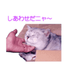 須原の猫：アルちゃんのスタンプ（個別スタンプ：16）