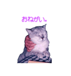 須原の猫：アルちゃんのスタンプ（個別スタンプ：17）