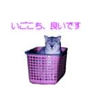 須原の猫：アルちゃんのスタンプ（個別スタンプ：22）