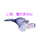 須原の猫：アルちゃんのスタンプ（個別スタンプ：26）