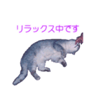 須原の猫：アルちゃんのスタンプ（個別スタンプ：29）