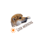 柴犬 風太_風チャン（個別スタンプ：1）