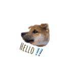 柴犬 風太_風チャン（個別スタンプ：3）