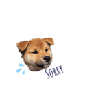 柴犬 風太_風チャン（個別スタンプ：4）