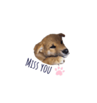 柴犬 風太_風チャン（個別スタンプ：5）