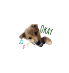 柴犬 風太_風チャン（個別スタンプ：7）