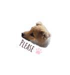 柴犬 風太_風チャン（個別スタンプ：8）