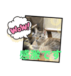 まろんちゃんとくるみちゃんと琥珀2（個別スタンプ：2）