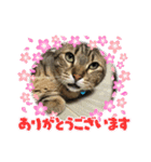 まろんちゃんとくるみちゃんと琥珀2（個別スタンプ：6）