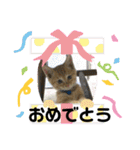 まろんちゃんとくるみちゃんと琥珀2（個別スタンプ：9）