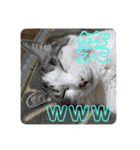 とろろらむもずく♡（個別スタンプ：40）