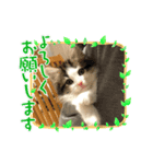 ノル森のレーヌちゃん（個別スタンプ：1）