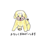 おっさんトイプー（個別スタンプ：1）