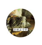 俺の頭の中はりおんでいっぱい（個別スタンプ：3）