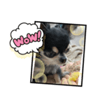 愛しのくぅちゃん（個別スタンプ：6）