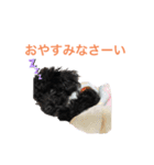 トイプードルの日常ぶらっく（個別スタンプ：1）