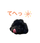 トイプードルの日常ぶらっく（個別スタンプ：2）