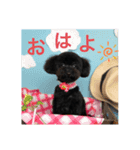 トイプードルの日常ぶらっく（個別スタンプ：4）