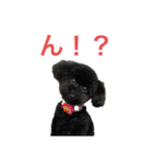 トイプードルの日常ぶらっく（個別スタンプ：5）