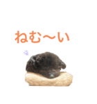 トイプードルの日常ぶらっく（個別スタンプ：6）