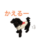 トイプードルの日常ぶらっく（個別スタンプ：7）