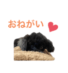 トイプードルの日常ぶらっく（個別スタンプ：8）