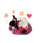 トイプードルの日常ぶらっく（個別スタンプ：9）
