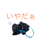 トイプードルの日常ぶらっく（個別スタンプ：12）