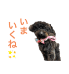 トイプードルの日常ぶらっく（個別スタンプ：13）