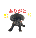トイプードルの日常ぶらっく（個別スタンプ：14）