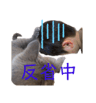ライズスタンプ①（個別スタンプ：21）