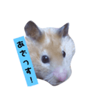 ウチのもっちゃん（個別スタンプ：2）