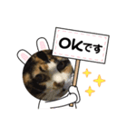 tocco/Vol.28/愛猫/羅愛ちゃん専用（個別スタンプ：10）