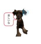 シュナウザーのジョバンヌ君第1弾（個別スタンプ：11）